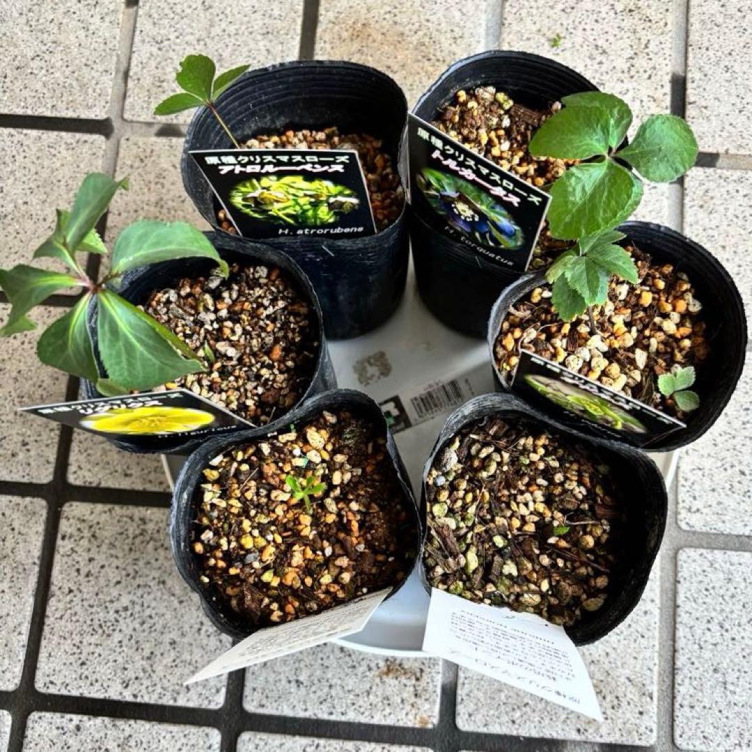 原種クリスマスローズ　クロアチカス　アトロルーベンス　デュメトルム　交配　苗