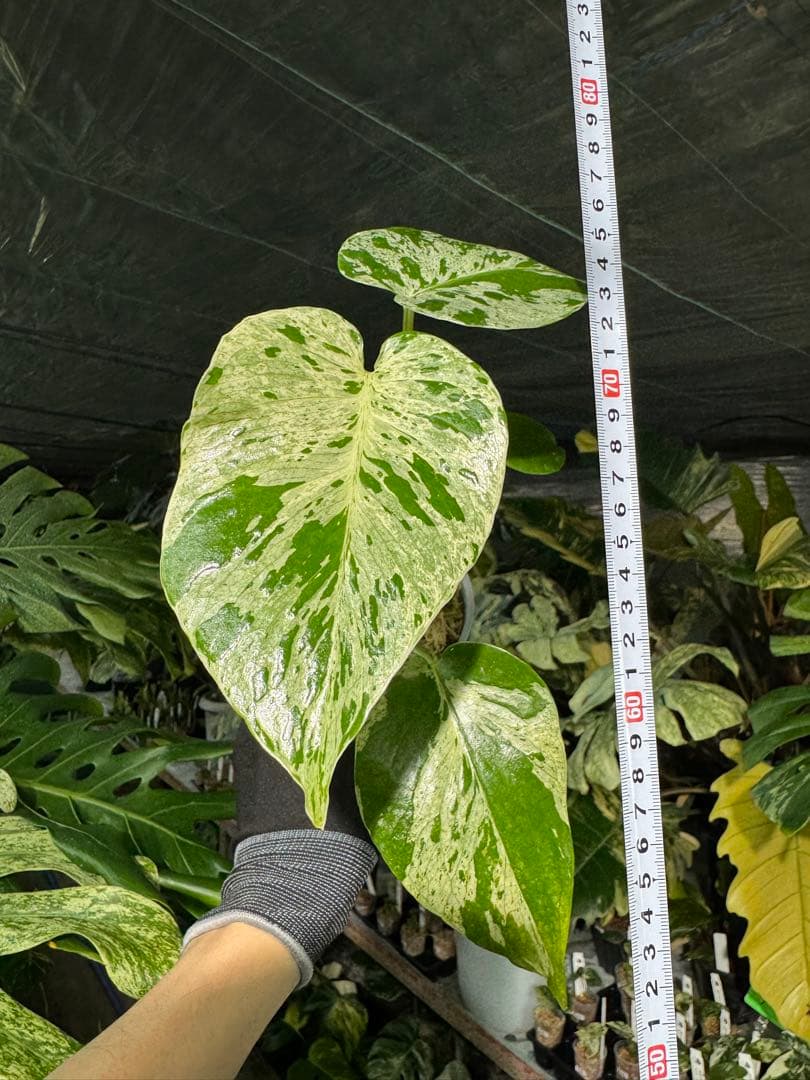 B1モンステラ　デリシオーサ　ベトシオーサ