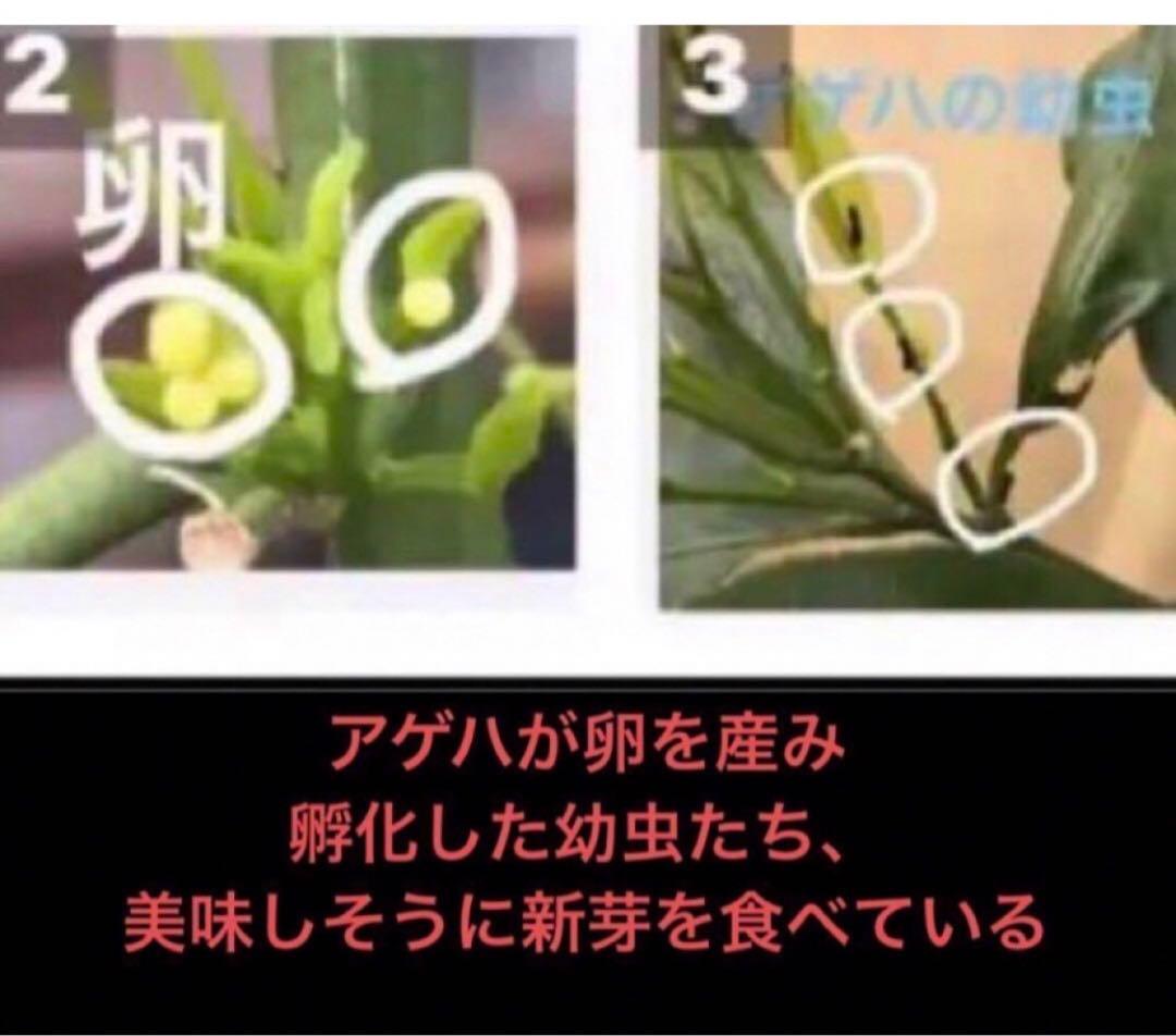 注文用ページ、アゲハ幼虫餌、枝付き(長く日持ちが良い)葉、ランダム、春の一番新芽