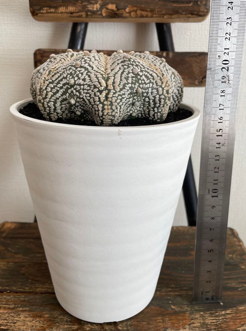 国内実生　スーパー兜　ヒトデ　温室管理（全幅12.5cm×全高6cm）特大株