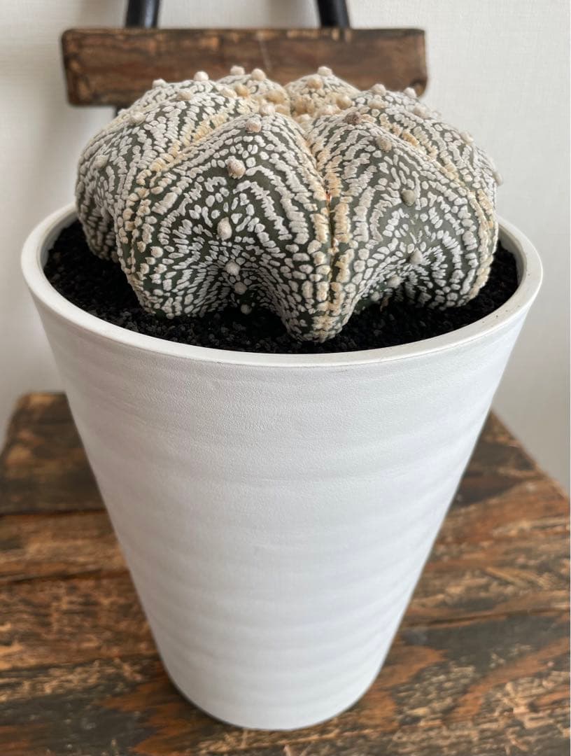 国内実生　スーパー兜　ヒトデ　温室管理（全幅12.5cm×全高6cm）特大株