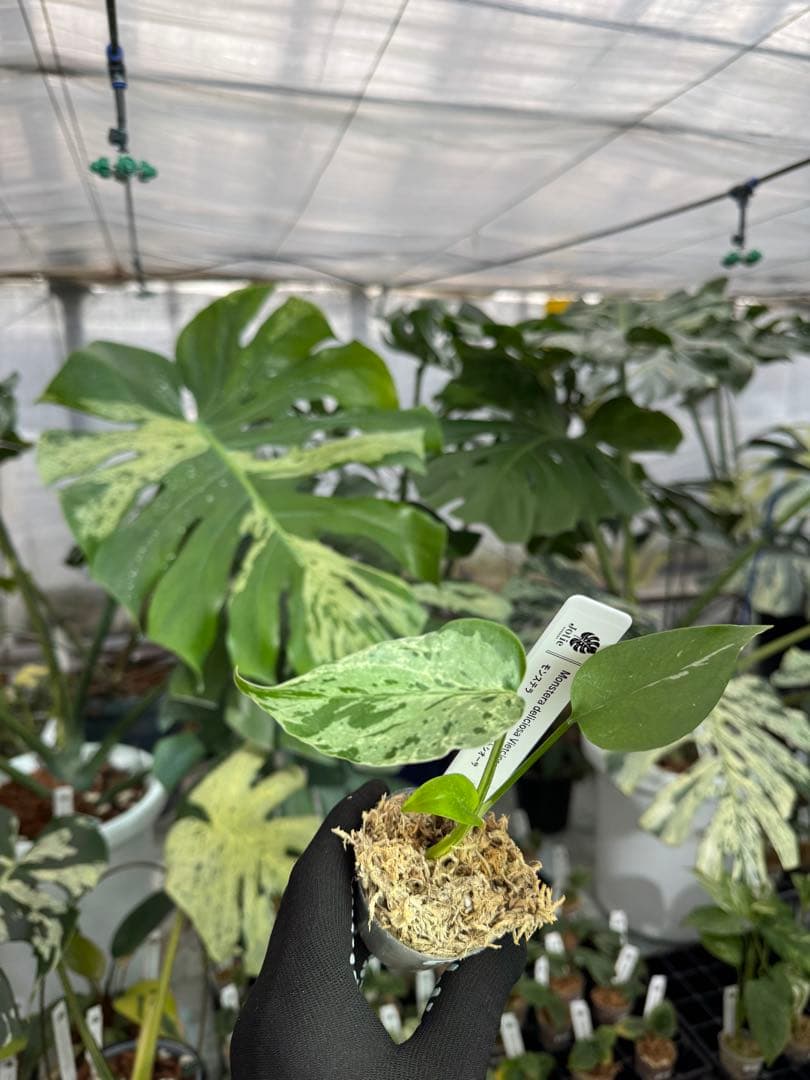 A3モンステラ　デリシオーサ　ベトシオーサ　2寸ポリポット　ネコポス発送