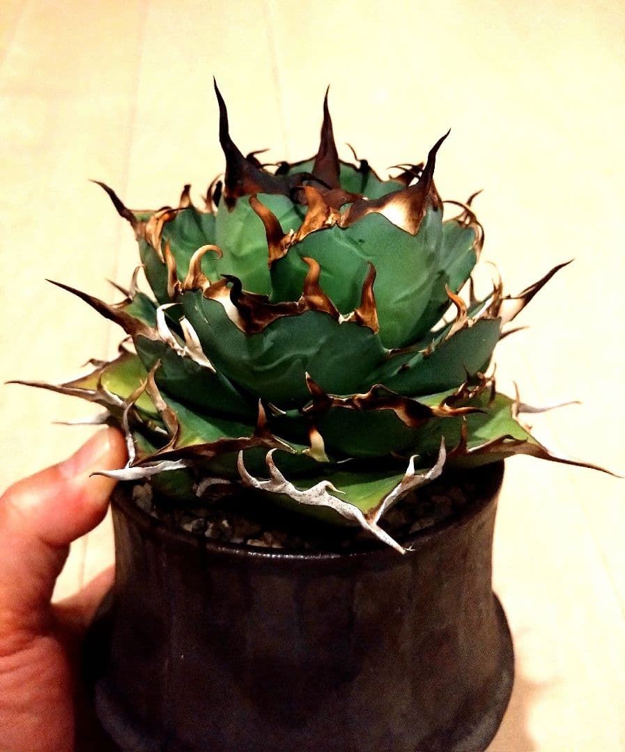 チタノタ　ハデス　黒帝斯（こくていき）恐竜牙歯　大株　オテロイ　アガベ　選抜