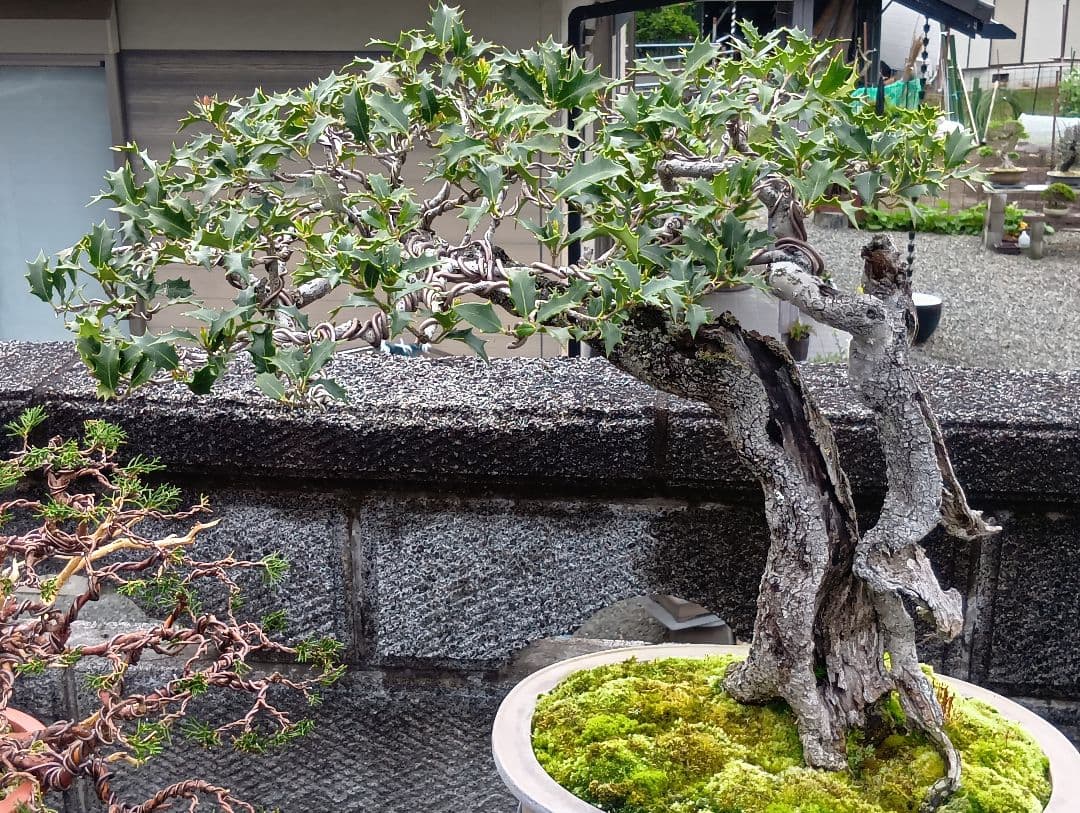 ‼️相木千栞‼️山取り枯木ヒイラギ