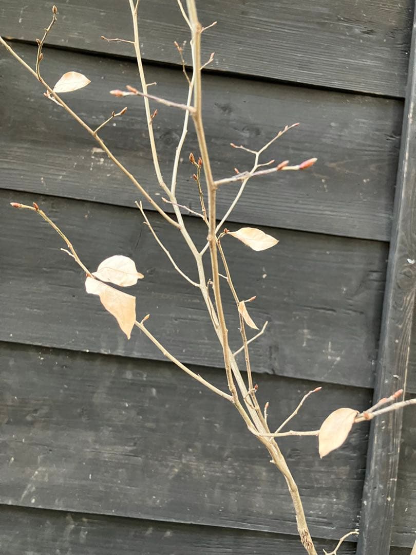 80 山採り　ヤマコウバシ