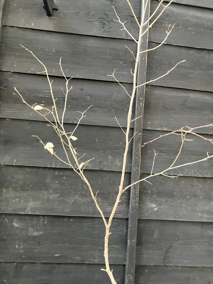 80 山採り　ヤマコウバシ