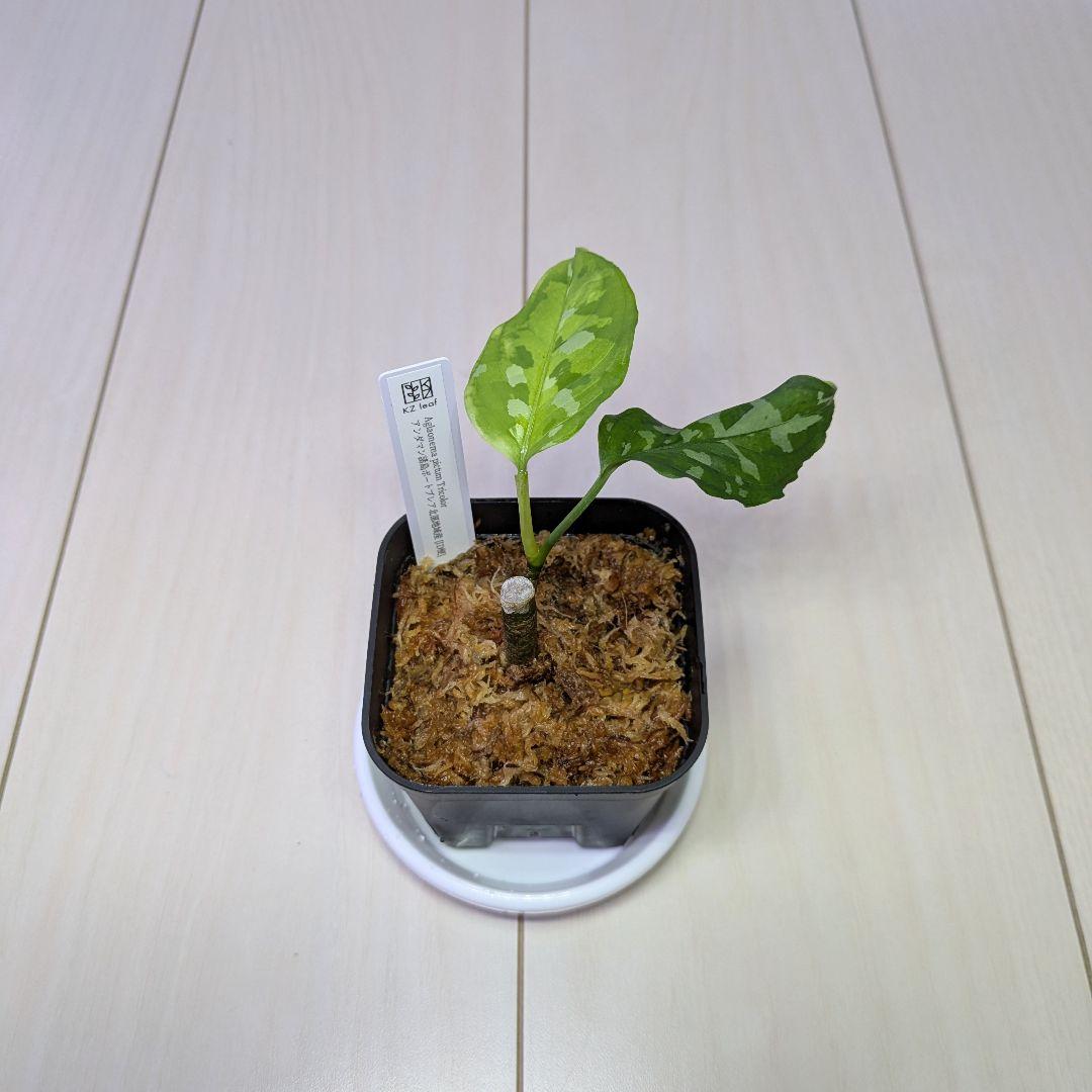 アグラオネマ　ピクタム　アンダマン　[ID便]