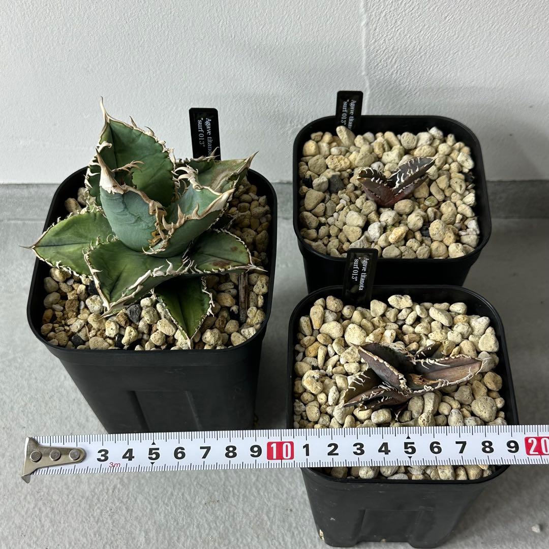 【最終値下げ】 チタノタ スタッズ系 14株以上セット 検) オテロイ、ブツブツ