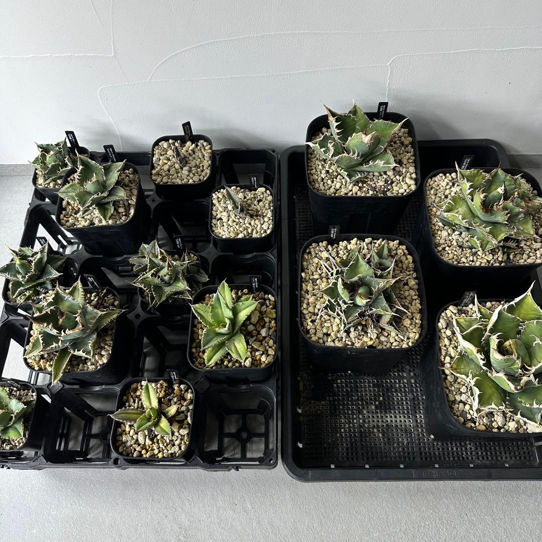 【最終値下げ】 チタノタ スタッズ系 14株以上セット 検) オテロイ、ブツブツ