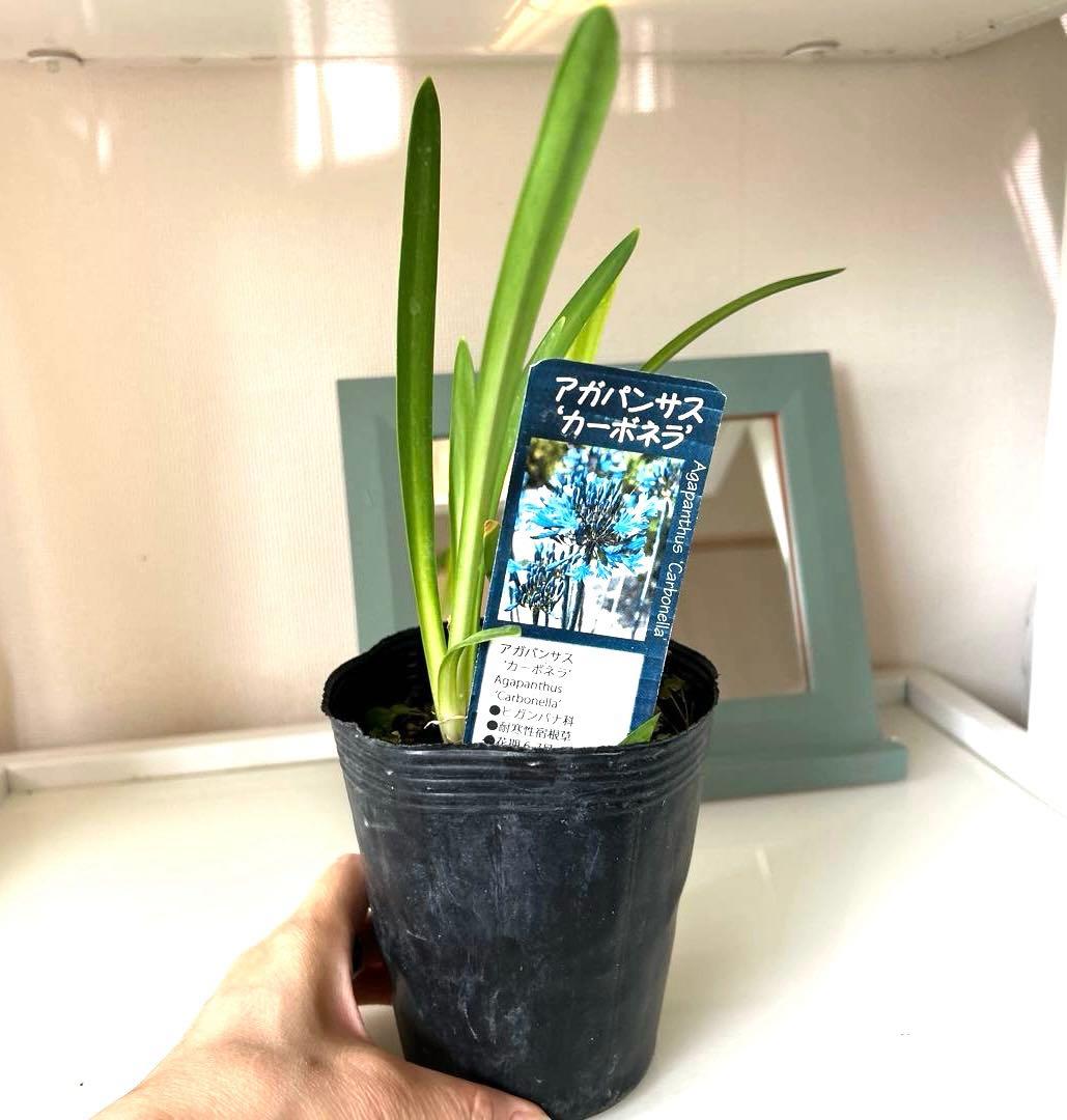 【レア苗】【大株】アガパンサス　カーボネラ　4号ポット苗《9/5》