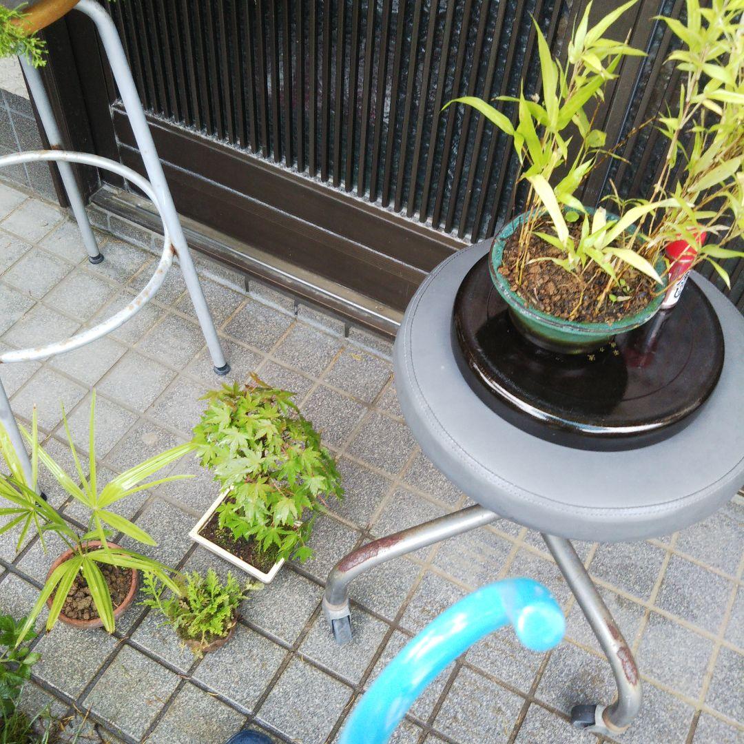 吹流し 椿盆栽 やぶツバキ 20年生 盆栽 実生 鉢ごと発送 送料無料