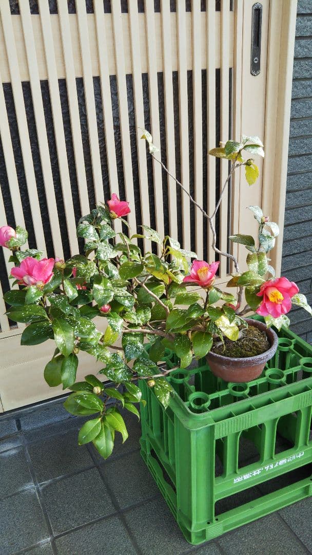 吹流し 椿盆栽 やぶツバキ 20年生 盆栽 実生 鉢ごと発送 送料無料