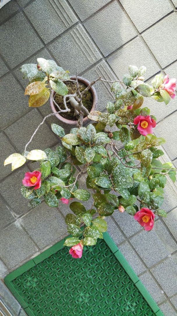 吹流し 椿盆栽 やぶツバキ 20年生 盆栽 実生 鉢ごと発送 送料無料