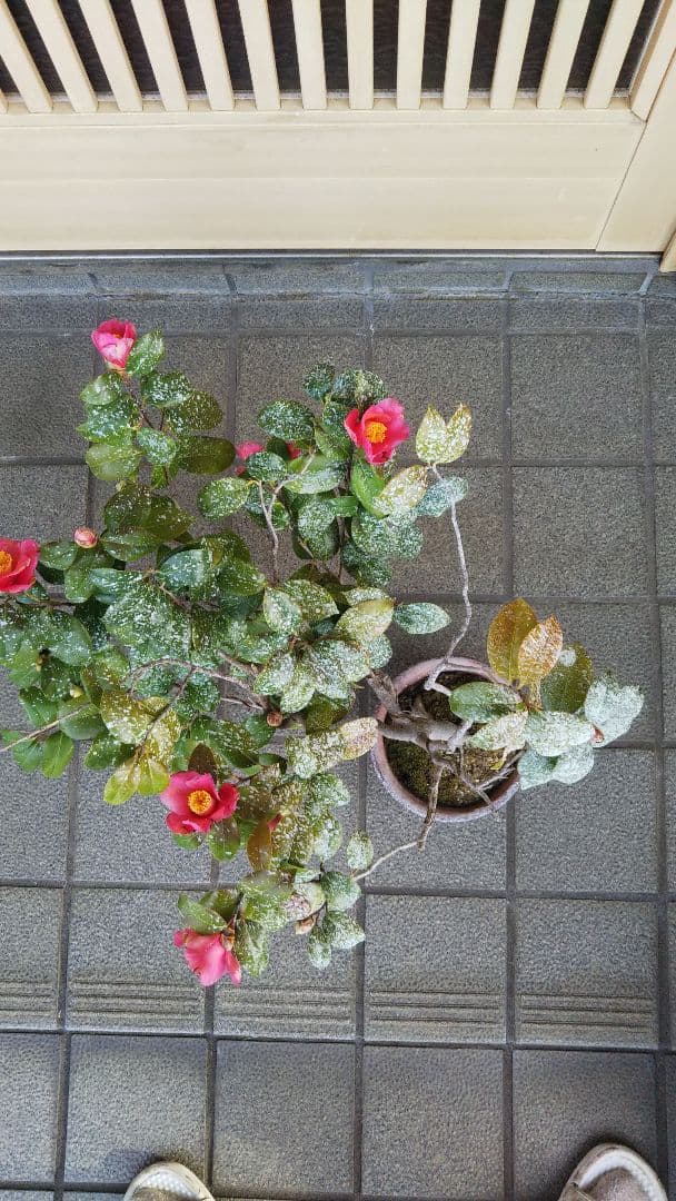 吹流し 椿盆栽 やぶツバキ 20年生 盆栽 実生 鉢ごと発送 送料無料