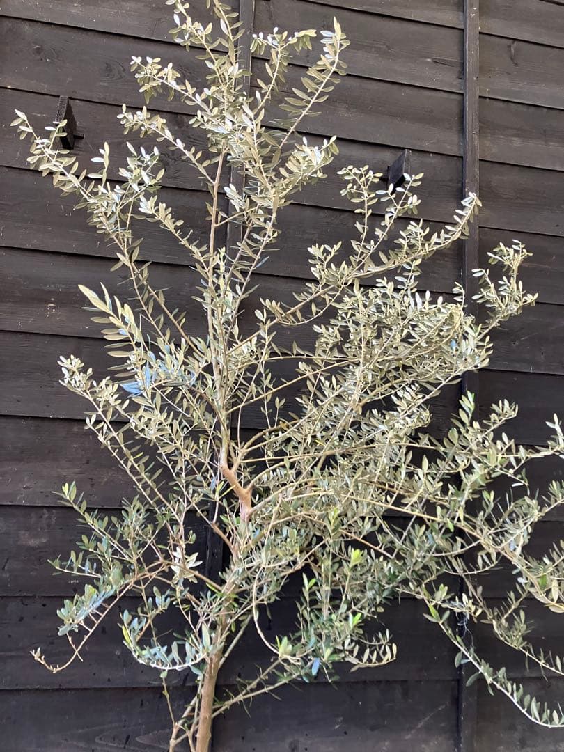 希少　オリーブの木　カリフォルニアクイーン