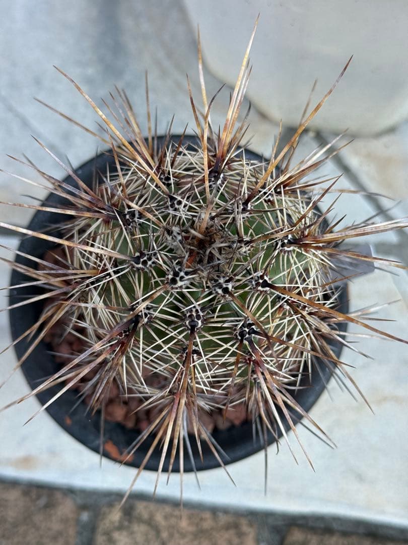 弁慶柱 自根 発根済 高さ19cm ドライガーデン