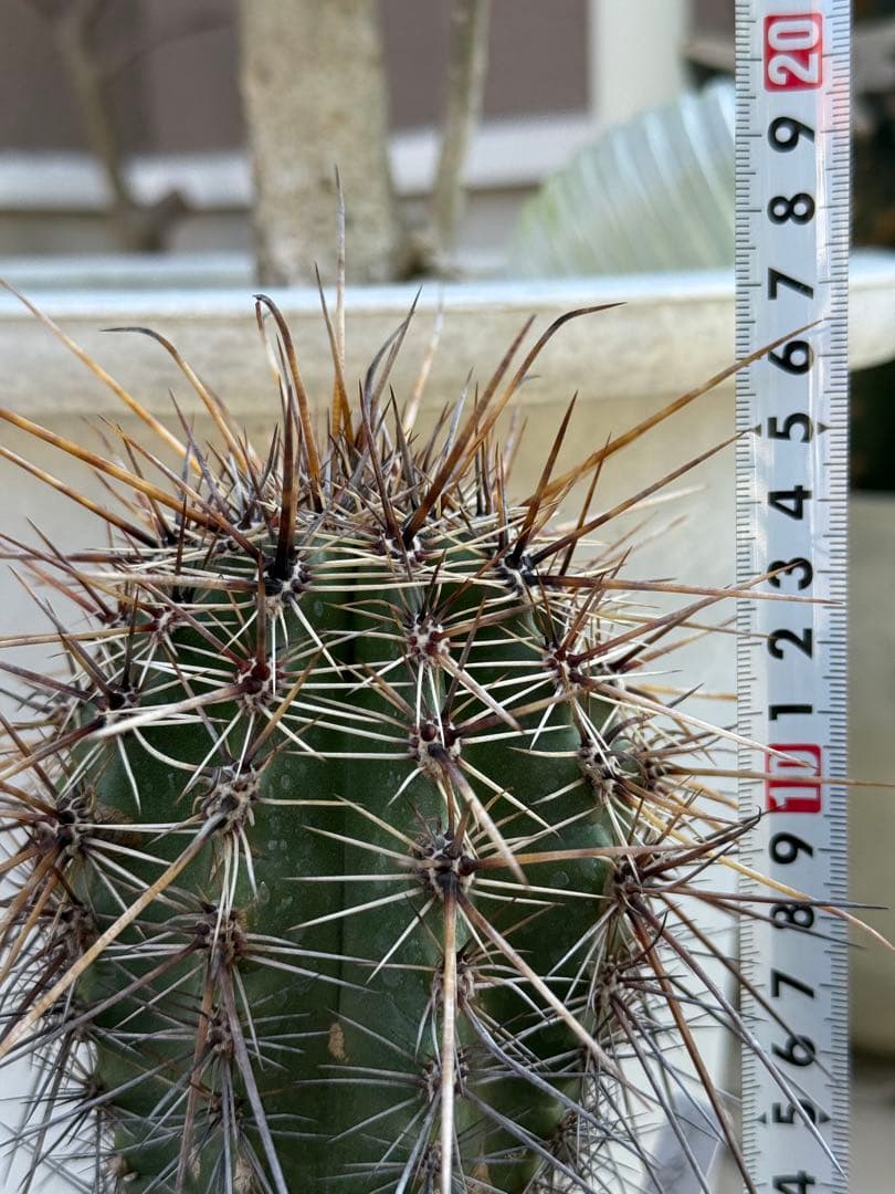 弁慶柱 自根 発根済 高さ19cm ドライガーデン