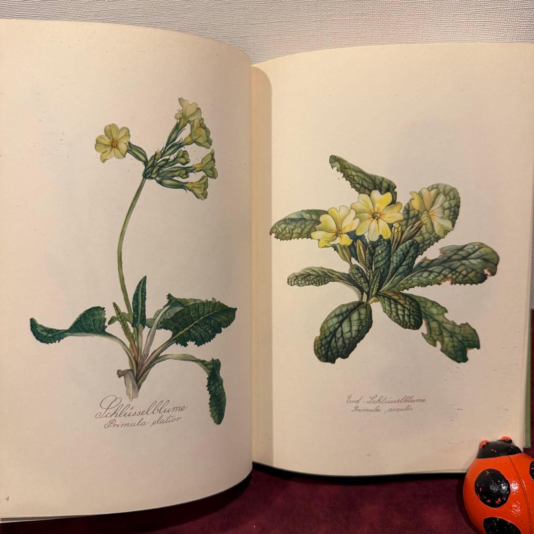 112⑤1963年ドイツElsa Flesko植物図鑑　ジャンクジャーナル