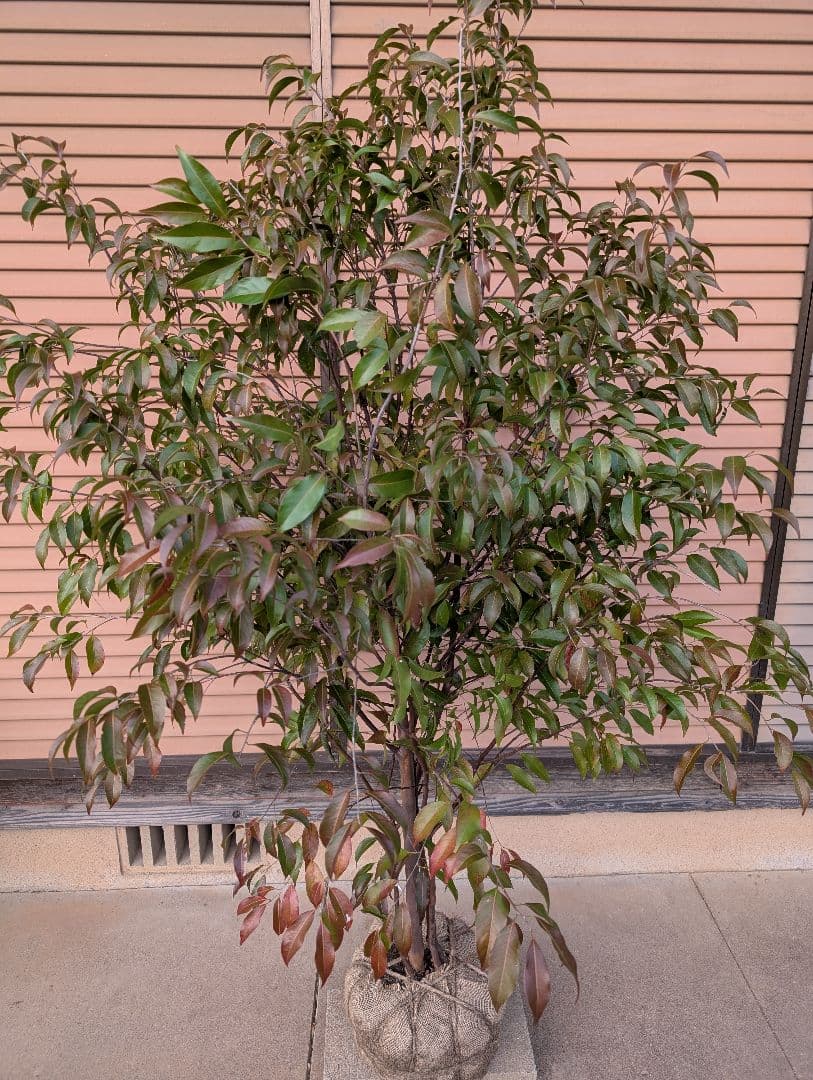 常緑エゴノキ（トキワエゴノキ）株立　約1.5m　②