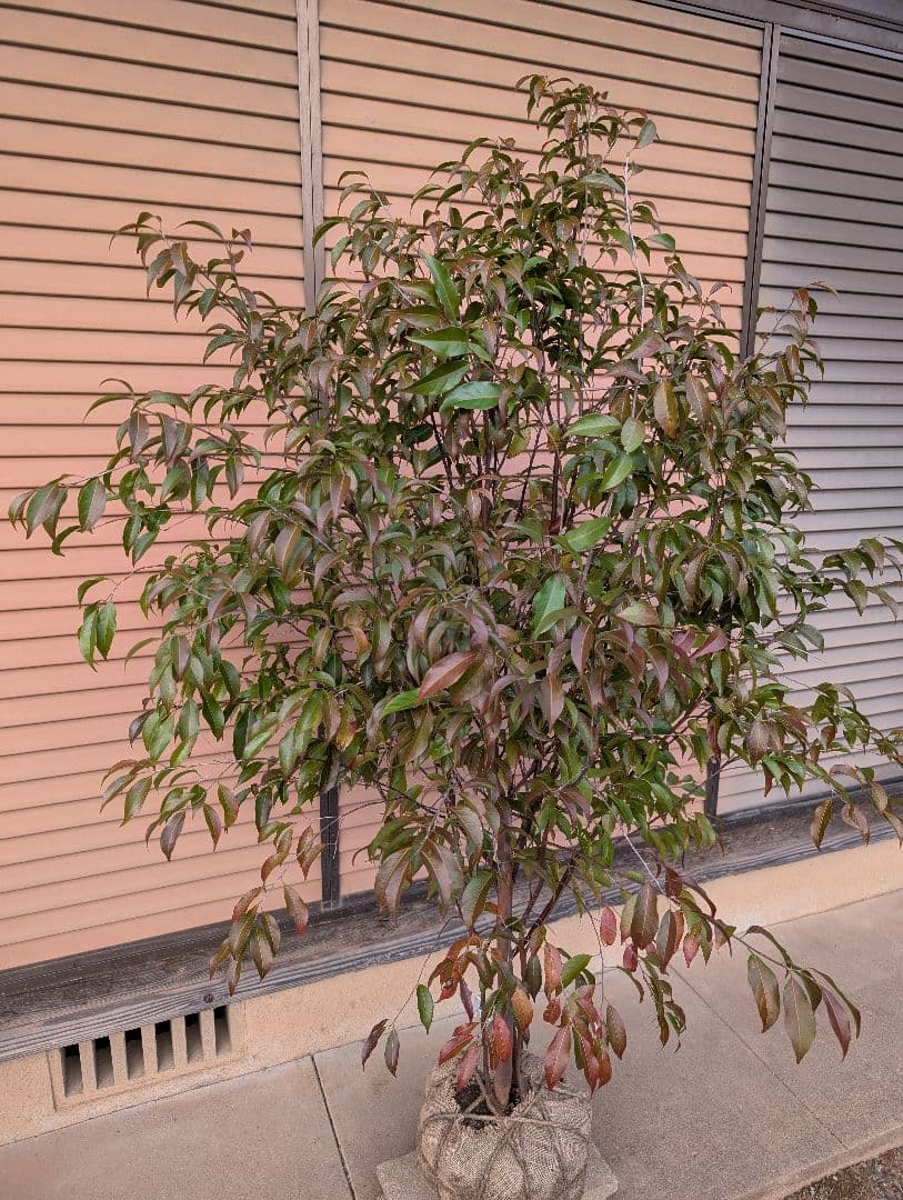 常緑エゴノキ（トキワエゴノキ）株立　約1.5m　②