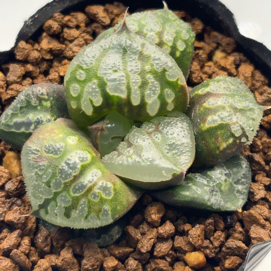 【セール中】カンタロープアイランド（枝変わり）