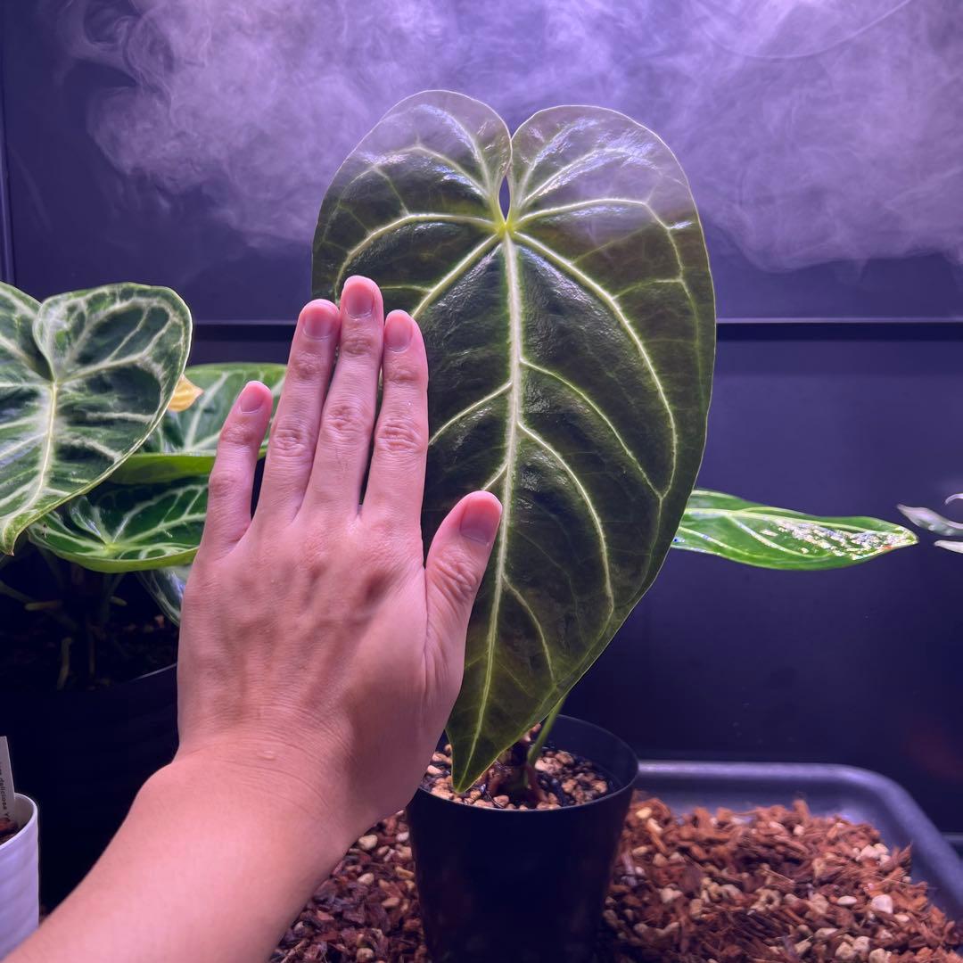 サイズ特大葉❗️超絶希少❗️アンスリウムレガレダークフォーム 新葉展開中✨️