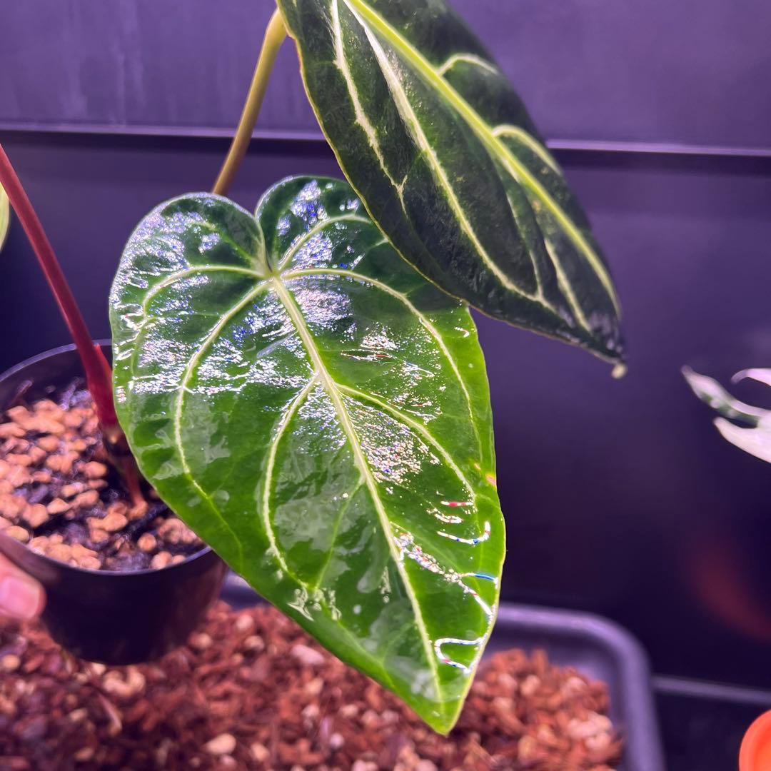 サイズ特大葉❗️超絶希少❗️アンスリウムレガレダークフォーム 新葉展開中✨️