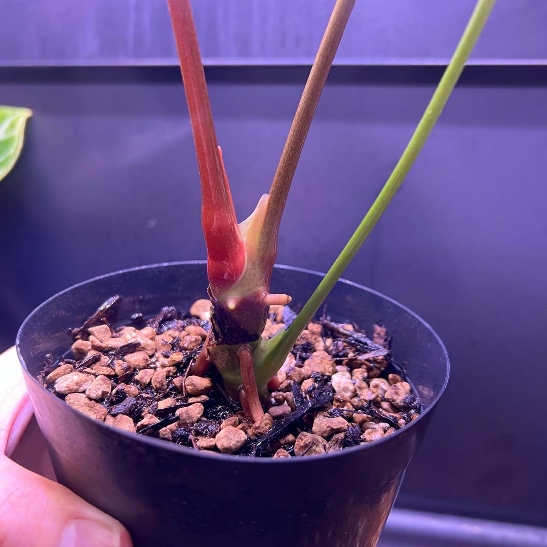 サイズ特大葉❗️超絶希少❗️アンスリウムレガレダークフォーム 新葉展開中✨️