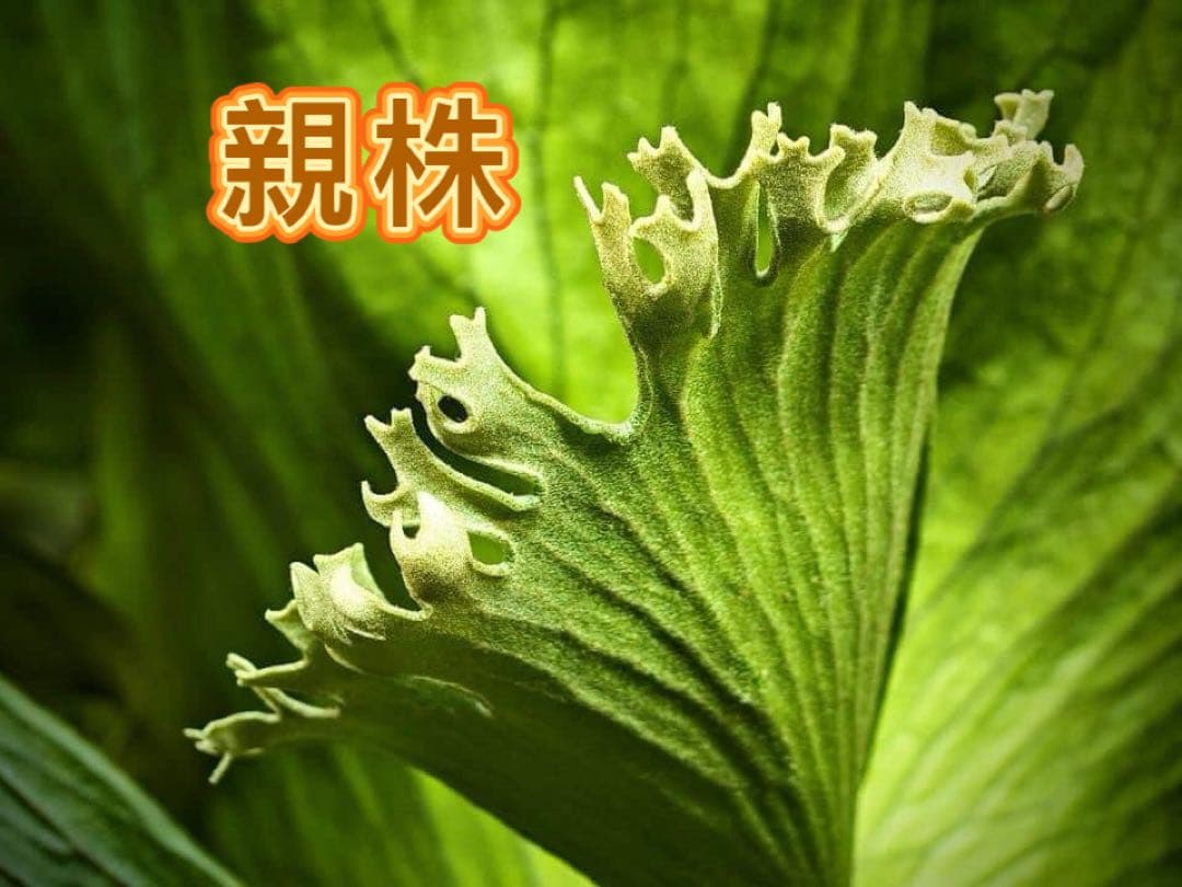 そだ てるお　ビカクシダP. Flamenco TC