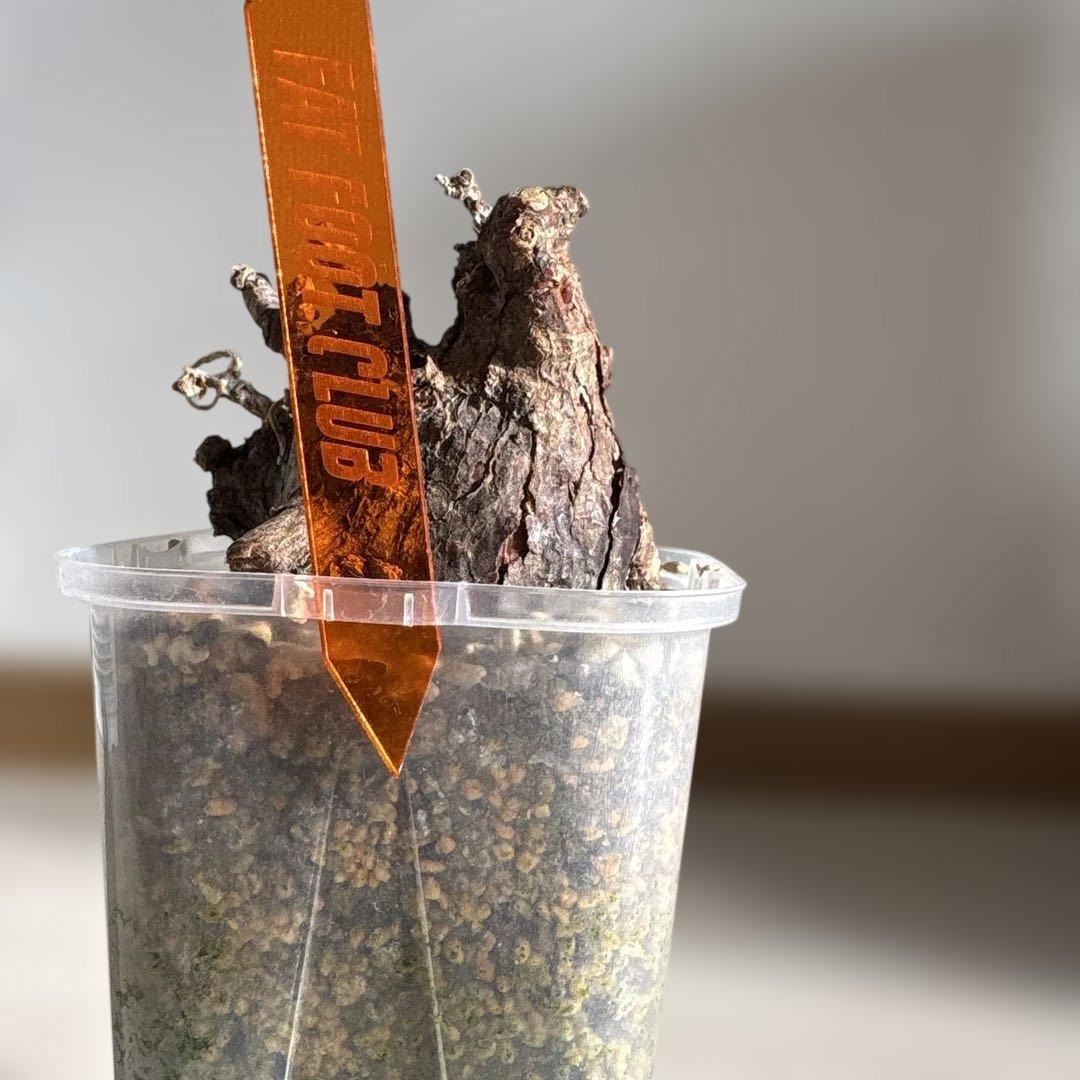 ケラリアピグマエア　ベアルート株