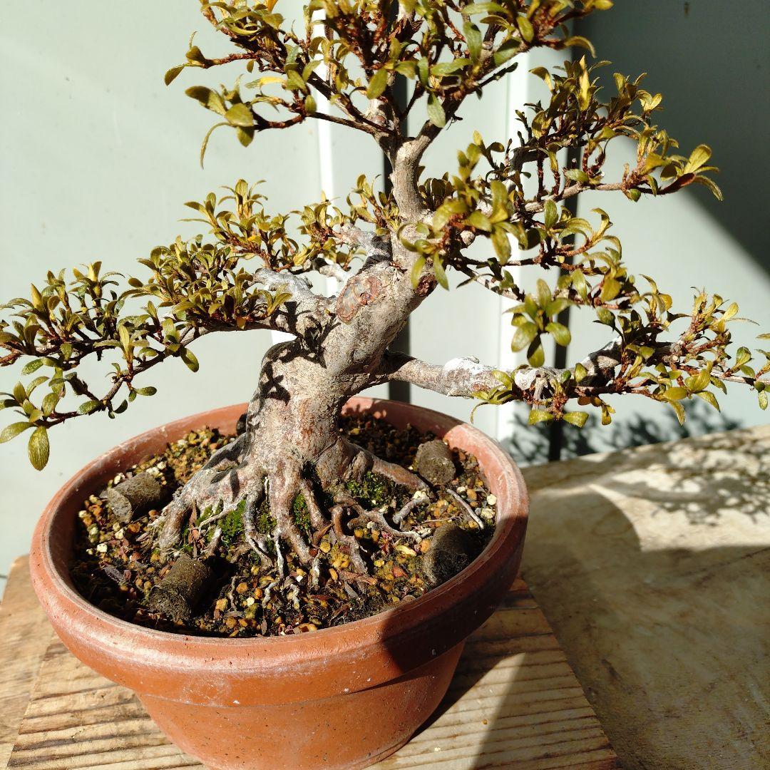 皐月盆栽　日光　高20cm