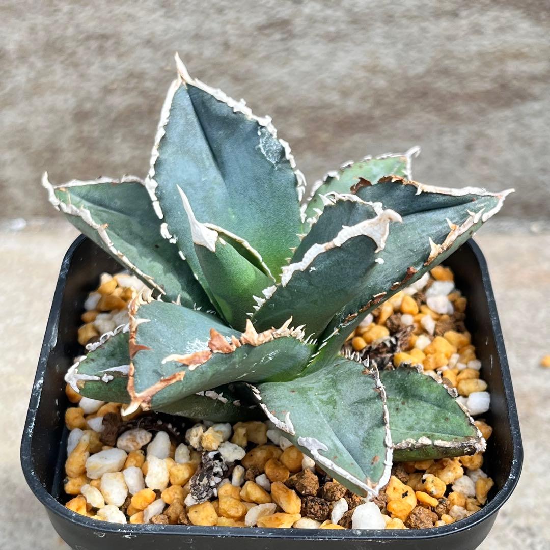 アガベ　チタノタ　狼人　No.003　鉢、送料込　メルカリ便