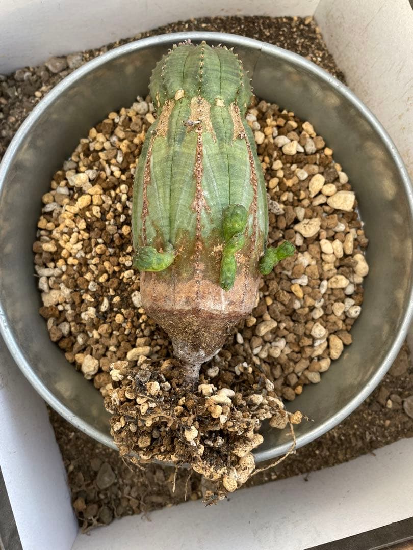 ユーフォルビア オベサ オールド モンスト 3~3.5号プラ鉢