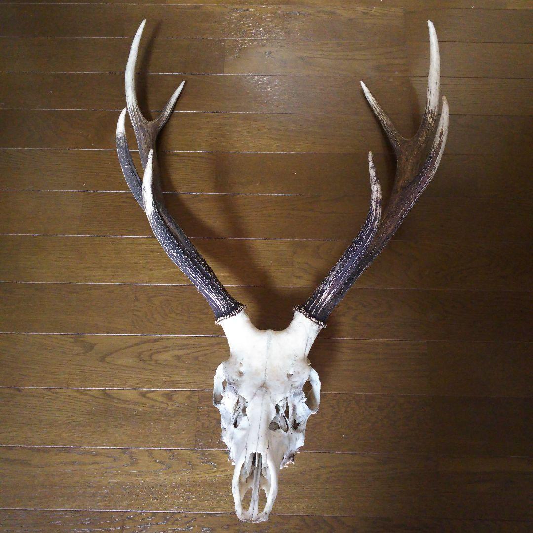 鹿の角　頭部