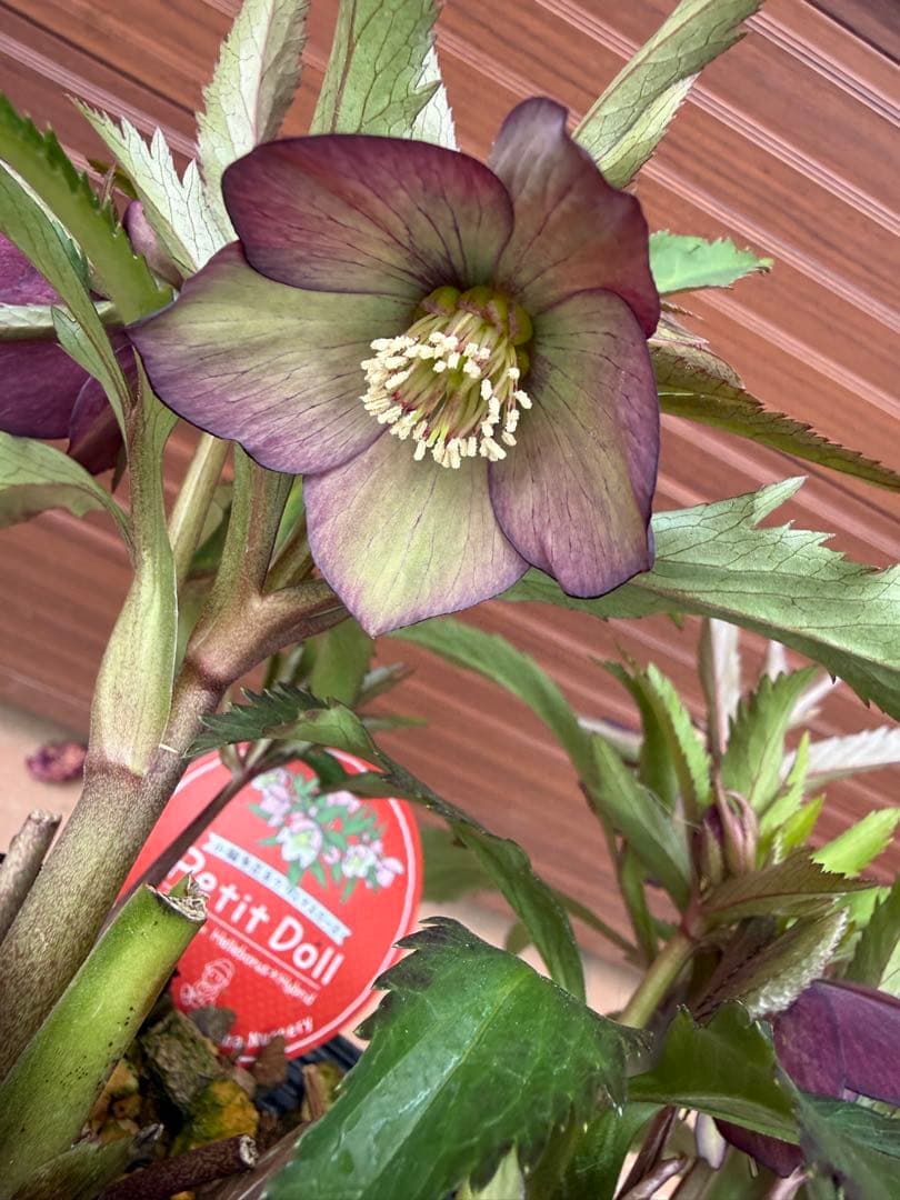 【未株分】横山園芸 クリスマスローズ プチドールシリーズ