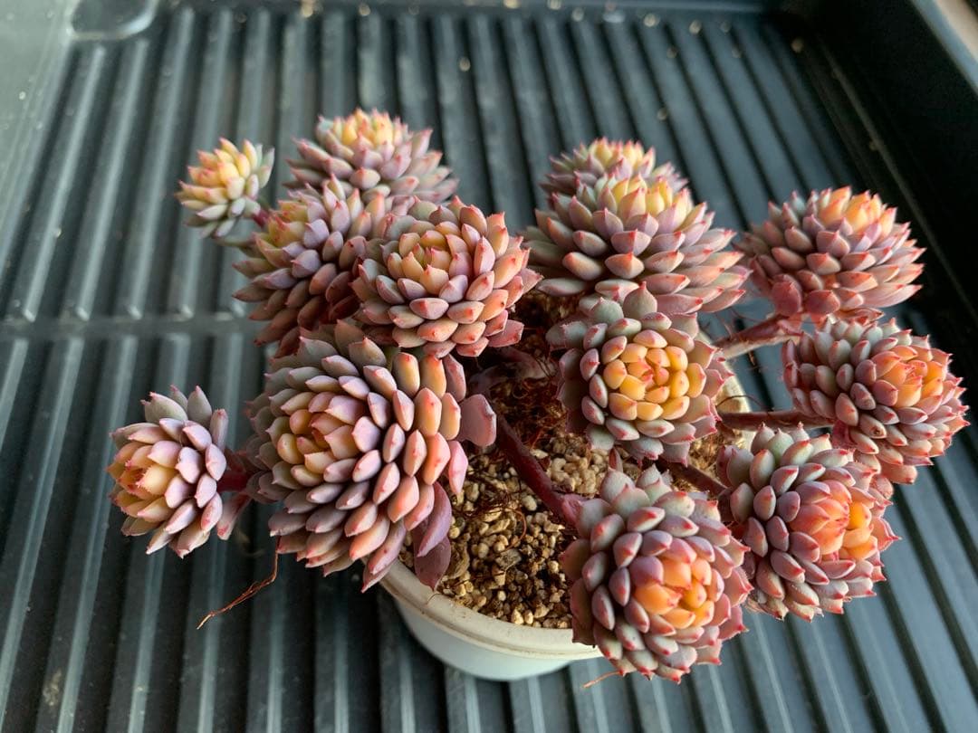 ちょこん　札付き　鉢のままメルカリ便　超大株　3号鉢　13頭 ミックスベリア