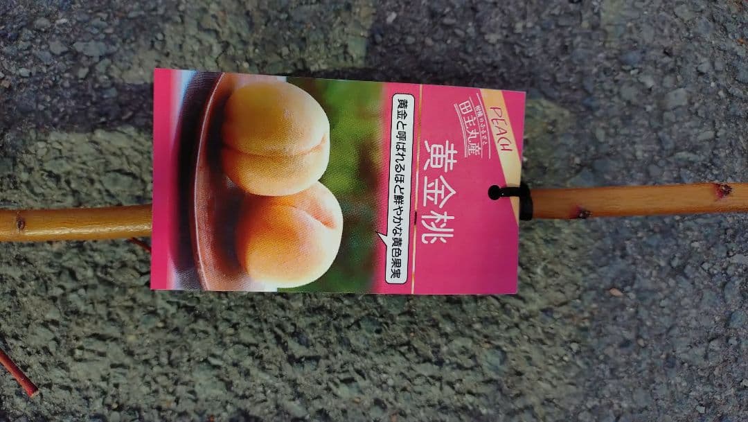 「ひめこなつ」＆「黄金桃苗木」セット販売品企画！