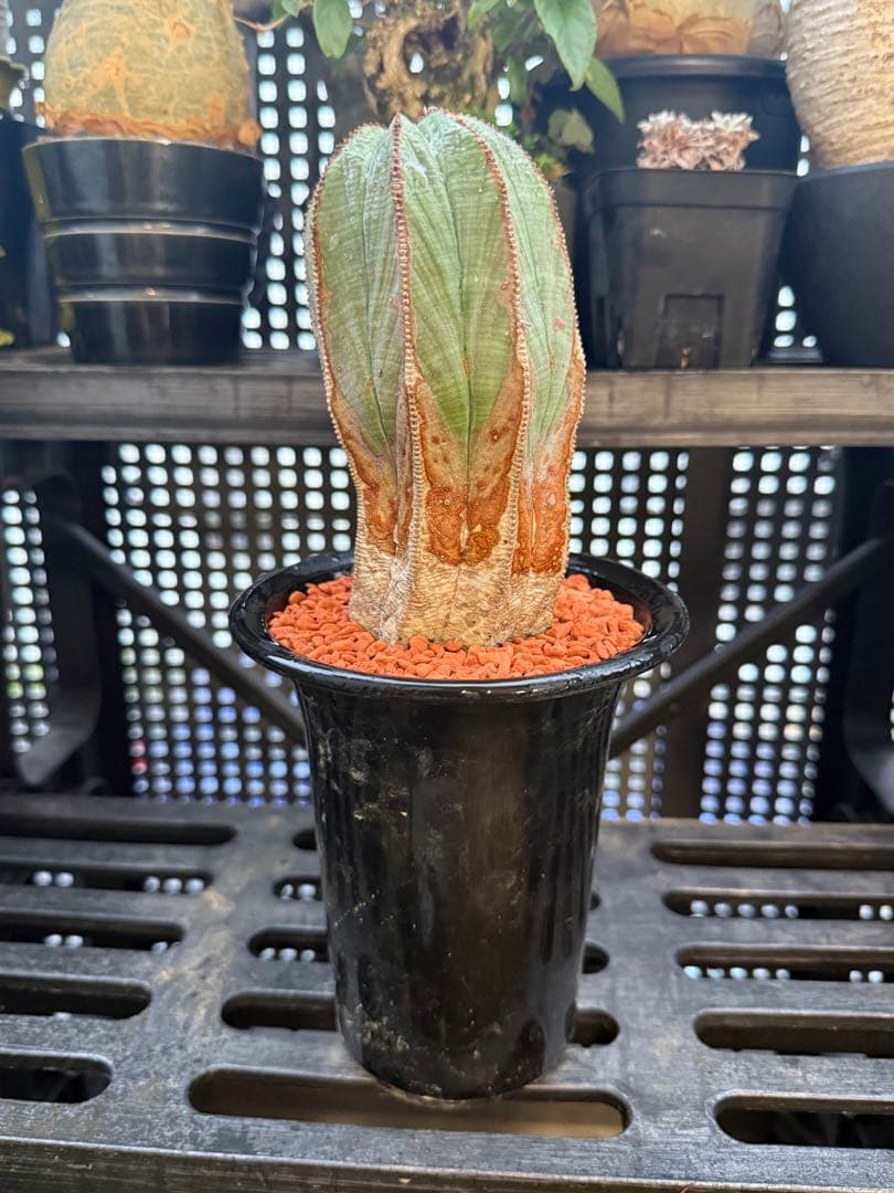 ユーフォルビア　オベサ　超大株