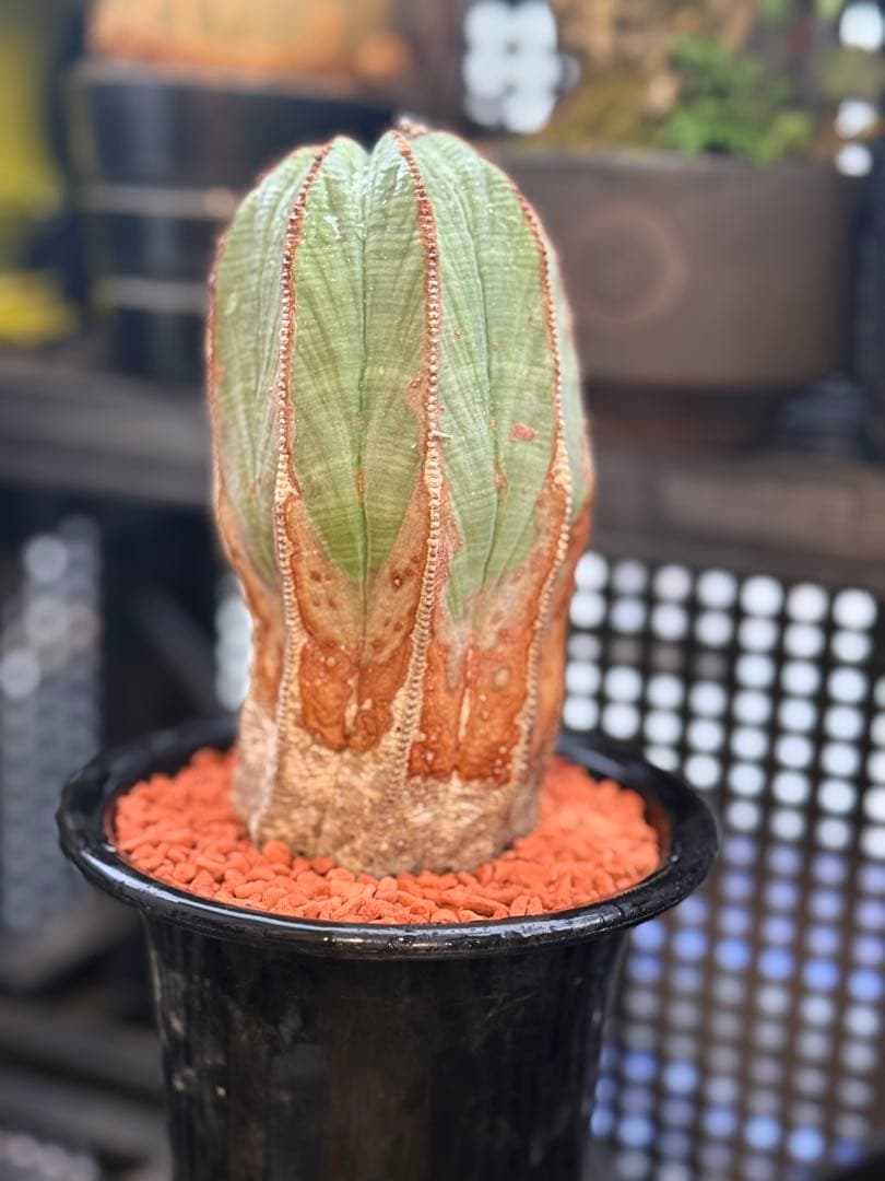 ユーフォルビア　オベサ　超大株