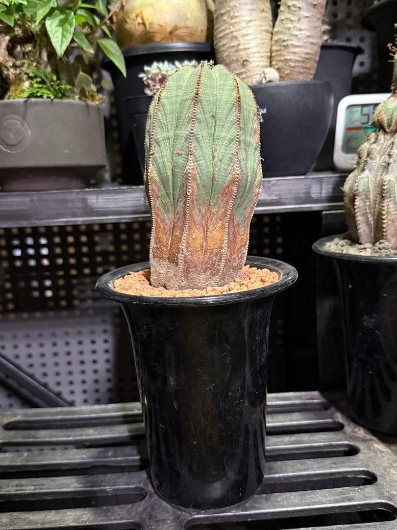 ユーフォルビア　オベサ　超大株