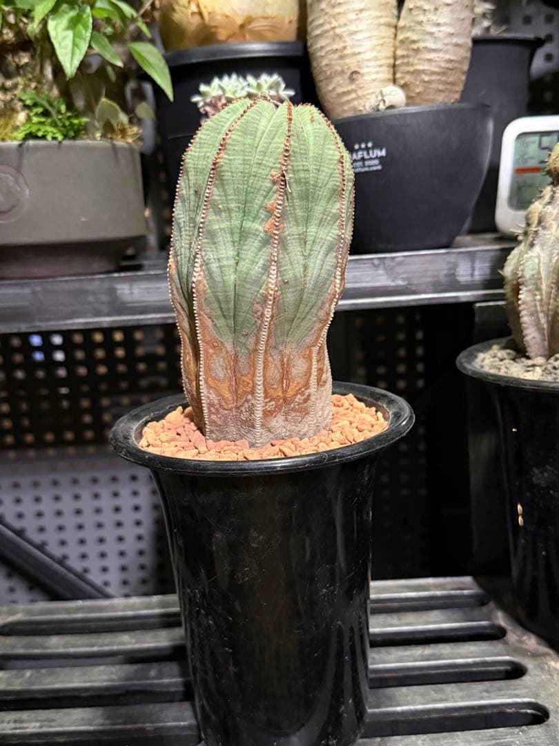 ユーフォルビア　オベサ　超大株