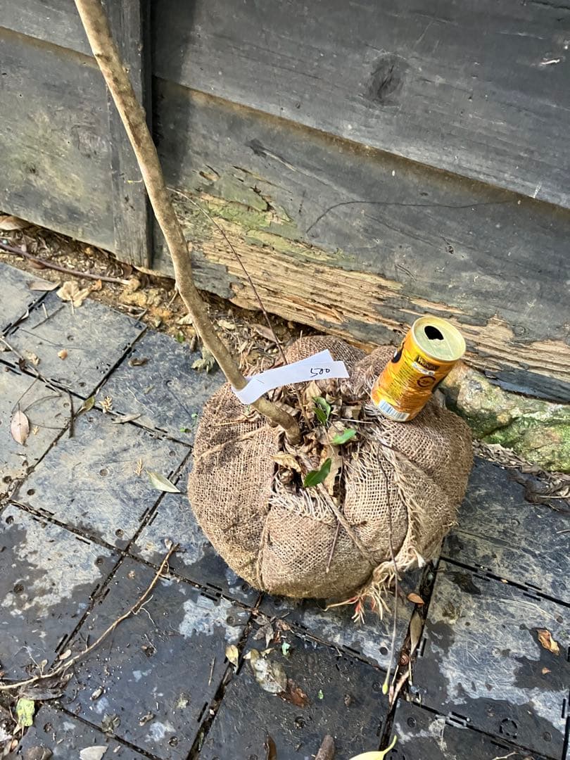 ともみ　500 山採り　マンサク