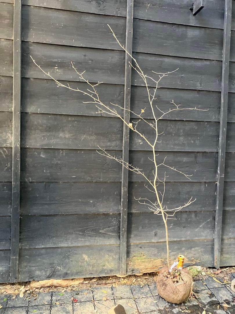 ともみ　500 山採り　マンサク