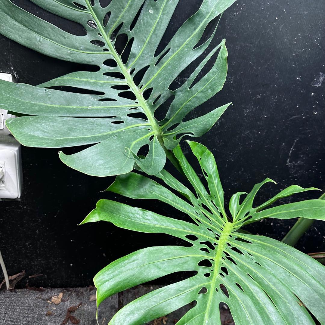 よ*君様 モンステラデリシオーサマクロコズム超希少系統鉢植え106㎝レア