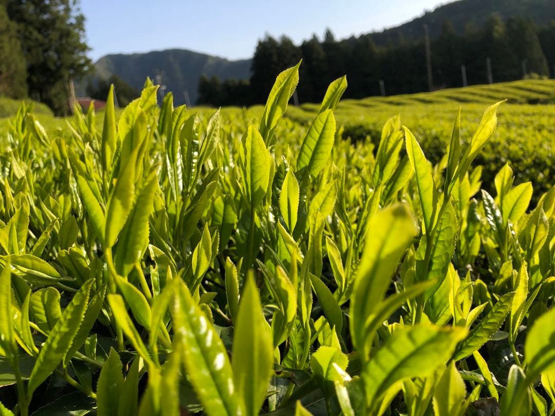 エルメス　100g（5g入り×20個）×10袋 健康長寿の川根茶　農家直売