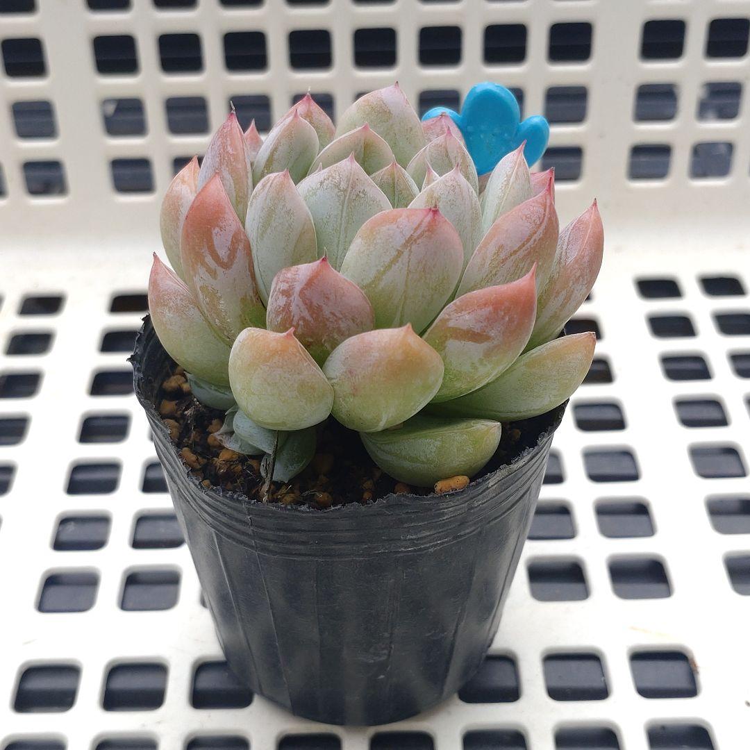 多肉　エルサ　③　抜き苗