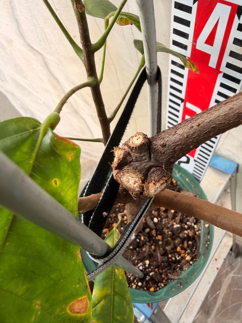 Nao君 大株カカオ苗 ナシオナル(アリバ)種 取り木苗