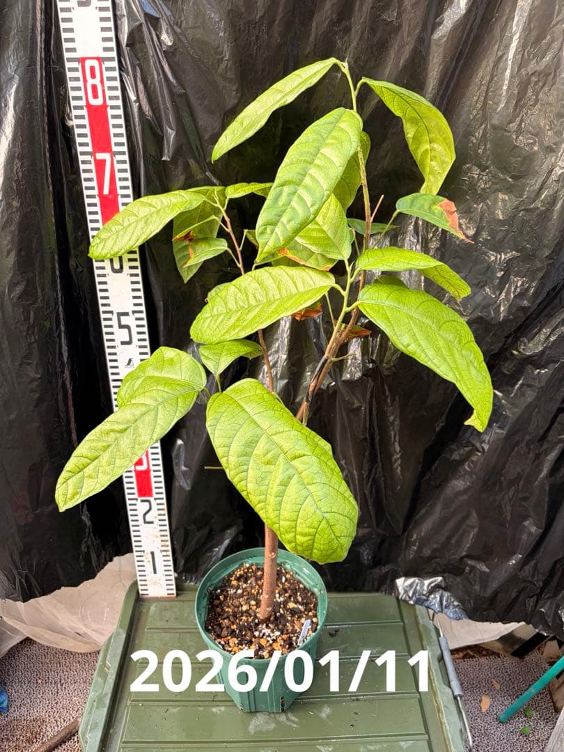 Nao君 大株カカオ苗 ナシオナル(アリバ)種 取り木苗