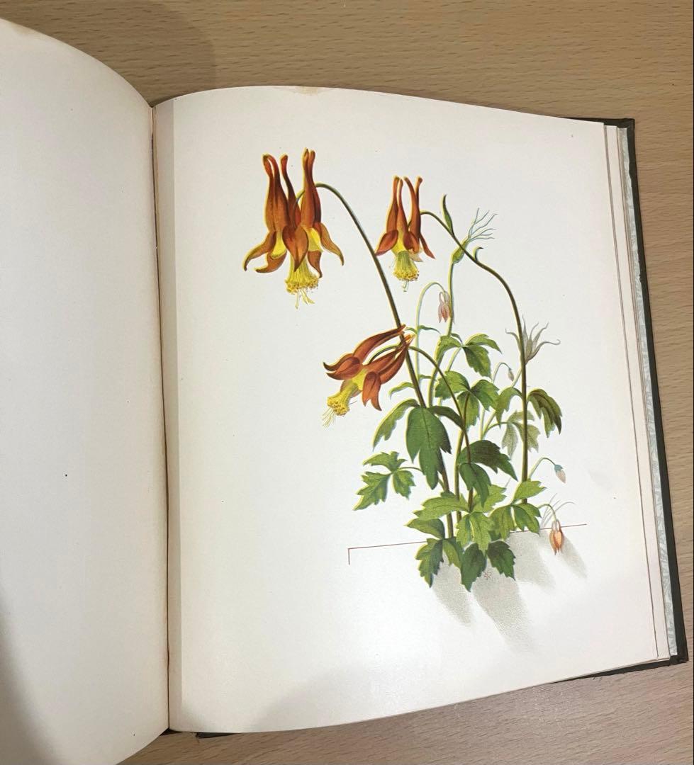NO.322古書 アンティーク洋書 絵本 ビクトリアン 詩集 ボタニカルアート