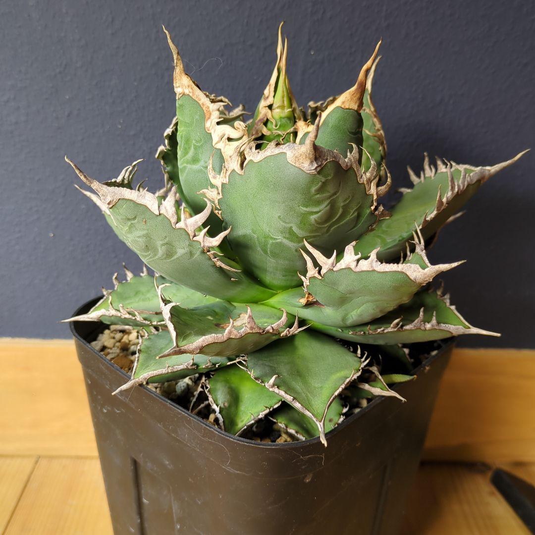 アガベ 海王　大株1/1撮影